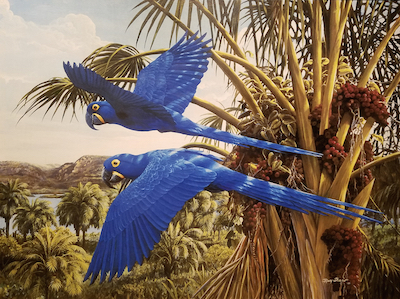Blue Macaws by Ray Shaw