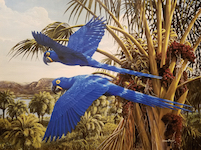 Blue Macaws by Ray Shaw