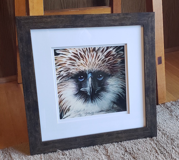 Square 8 x 8 framed Monkey Eating
                              Eagle by Ray Shaw