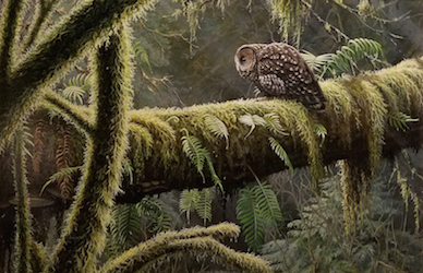 Spotted Owl in Olympic Rain Forest by Ray Shaw