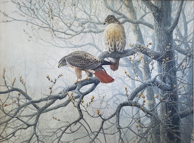 painting of two red tail hawks in trees in the
                    mist