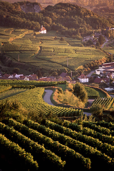 Germany Vineyard photo by Don Kohlbauer